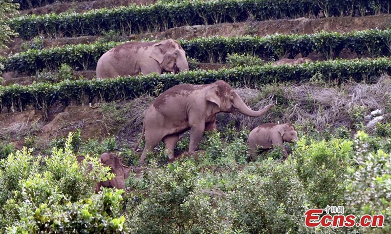 A herd of wild Asian elephants and a calf wander in the village of Mankelao, Puer, southwest China's Yunnan Province, July 31, 2022. Monitors have closely managed to follow the wild Asian elephants in Yunnan. (Photo: China News Service/Li Jiaxian)