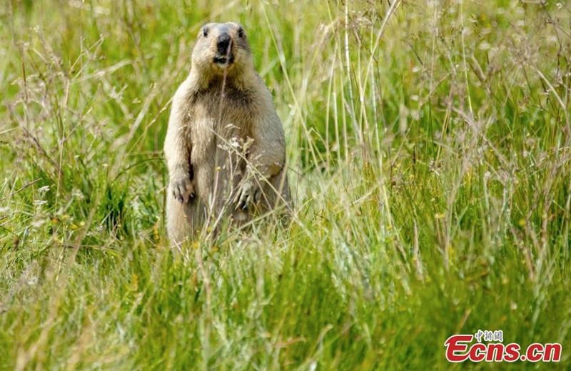 A groundhog forages for food in the grass in Aba Tibetan and Qiang Autonomous Prefecture, southwest China's Sichuan Province, July 31, 2022. (Photo provided to China News Service)