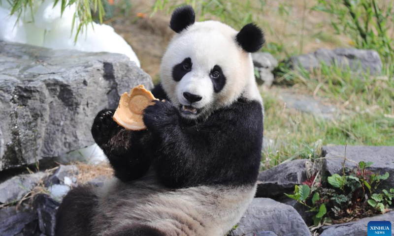 Giant panda Bao Mei has birthday meal at the Pairi Daiza zoo in Brugelette, Belgium, Aug. 6, 2022. The celebration of the third birthday of the panda twins Bao Di and Bao Mei, born on Aug. 8, 2019 to Hao Hao and Xing Hui, was held at the Pairi Daiza zoo on Saturday. Photo: Xinhua