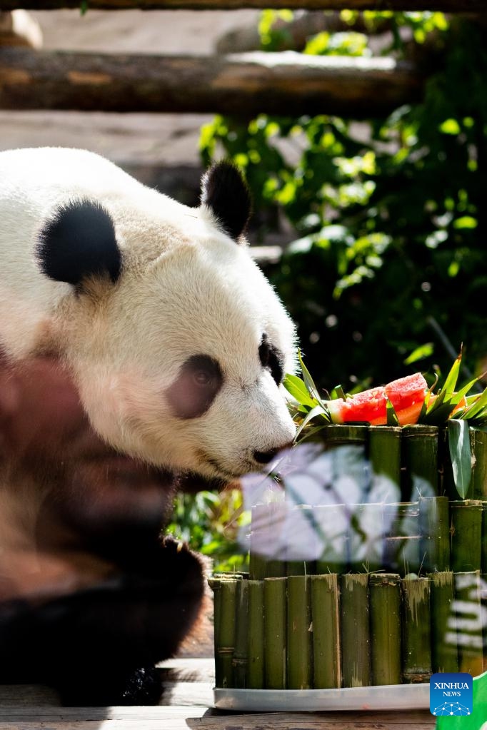 Giant panda Ding Ding enjoys a birthday meal at the Moscow Zoo in Moscow, capital of Russia, on July 31, 2022. The Moscow Zoo on Sunday celebrated the birthdays of two giant pandas Ding Ding and Ru Yi. Six-year-old male Ru Yi was born on July 31, 2016 whereas five-year-old female Ding Ding was born on July 30, 2017. The pair arrived in Moscow in 2019 from China's southwestern province of Sichuan for a 15-year joint research program. Photo:Xinhua