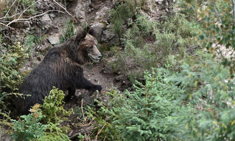 Photo taken on Aug. 4, 2022 shows a wild brown bear in Xianggu Village of Batang Township, Yushu Tibetan Autonomous Prefecture, northwest China's Qinghai Province. Photo: Xinhua