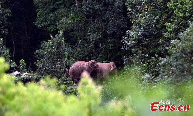 A herd of wild Asian elephants and a calf wander in the village of Mankelao, Puer, southwest China's Yunnan Province, July 31, 2022. Monitors have closely managed to follow the wild Asian elephants in Yunnan. (Photo: China News Service/Li Jiaxian)