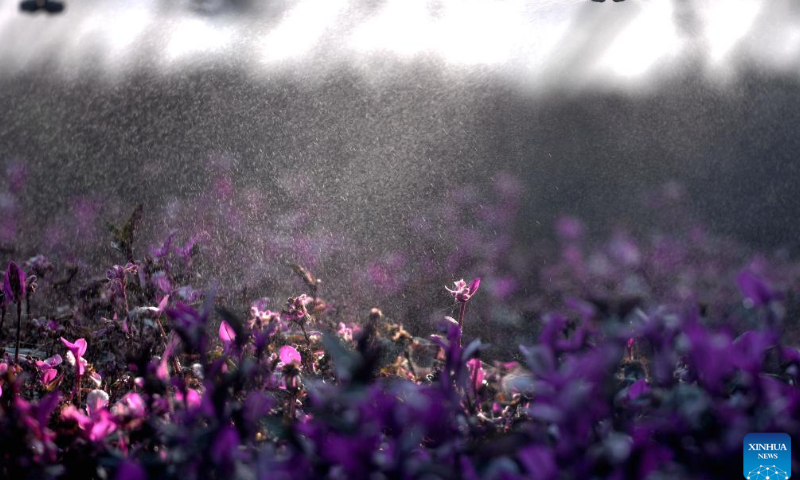 A sprinkling system waters flowers in Xizaozi Village of Donggang District, Rizhao, east China's Shandong Province, Aug. 4, 2022. Photo: Xinhua