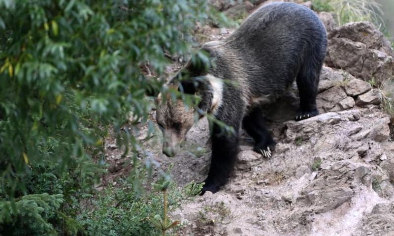 Photo taken on Aug. 4, 2022 shows a wild brown bear in Xianggu Village of Batang Township, Yushu Tibetan Autonomous Prefecture, northwest China's Qinghai Province. Photo: Xinhua