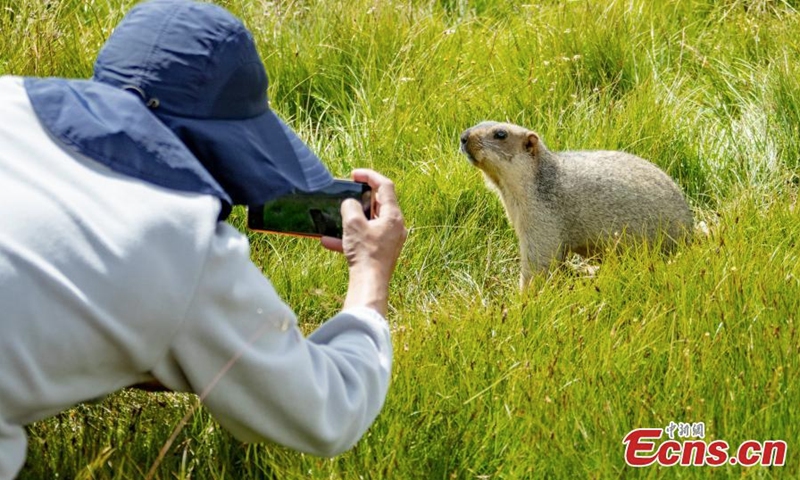 A tourist takes photos of a groundhog in the grass in Aba Tibetan and Qiang Autonomous Prefecture, southwest China's Sichuan Province, July 31, 2022. (Photo provided to China News Service)
