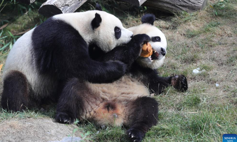 Giant panda twins Bao Di (L) and Bao Mei have birthday meal at the Pairi Daiza zoo in Brugelette, Belgium, Aug. 6, 2022. The celebration of the third birthday of the panda twins Bao Di and Bao Mei, born on Aug. 8, 2019 to Hao Hao and Xing Hui, was held at the Pairi Daiza zoo on Saturday. Photo: Xinhua