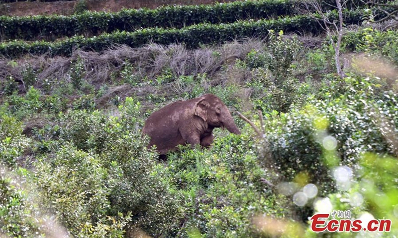 A herd of wild Asian elephants and a calf wander in the village of Mankelao, Puer, southwest China's Yunnan Province, July 31, 2022. Monitors have closely managed to follow the wild Asian elephants in Yunnan. (Photo: China News Service/Li Jiaxian)