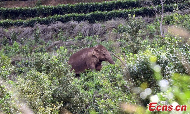 A herd of wild Asian elephants and a calf wander in the village of Mankelao, Puer, southwest China's Yunnan Province, July 31, 2022. Monitors have closely managed to follow the wild Asian elephants in Yunnan. (Photo: China News Service/Li Jiaxian)