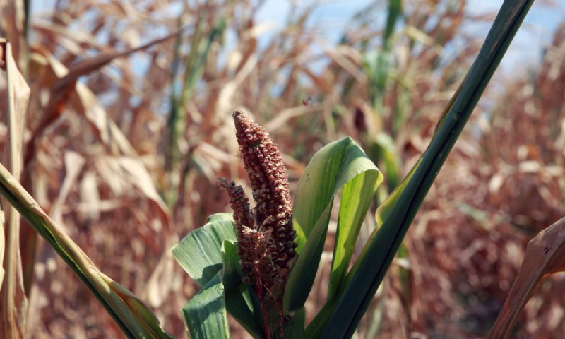 A corn cob is seen undergrown due to drought in Teleorman County, Romania, on Aug. 7, 2022. Romania is facing severe drought this summer.  Photo: Xinhua