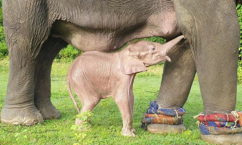 Photo released on Aug. 2, 2022, shows a rare white elephant calf in Taungup Township of western Myanmar's Rakhine State.(Photo: Xinhua)