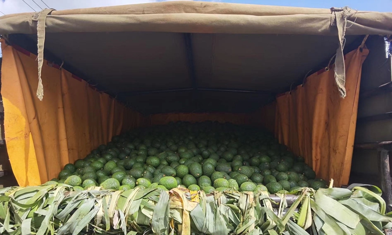 Kenya ready to export first batch of fresh avocado to China, set to arrive in late August, 2022 photo: courtesy of Shanghai Greenchain Information Science and Technology