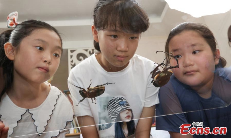Students view the two beetles before they are released to the wild in Jian'ou, east China's Fujian Province. (Photo: China News Service/Wei Yongqing)