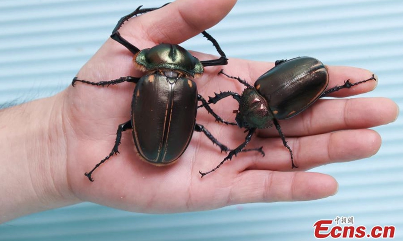 Photo shows two rare beetles (Cheirotonus jansoni) recently found in Jian'ou, east China's Fujian Province for the first time. The male one has a length of 73 millimeters. The bright-colored beetle is endemic to China and has high requirements for its living environment. (Photo: China News Service/Wei Yongqing)

