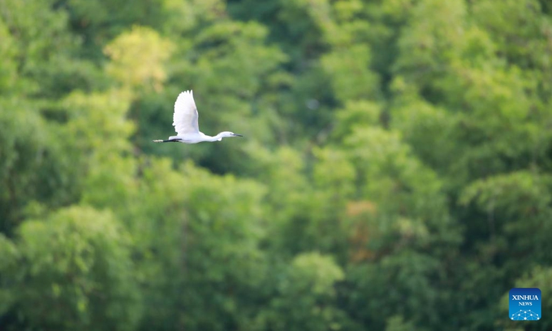 An egret flies over the Guanshan Lake Park in Guiyang City, southwest China's Guizhou Province, Aug. 1, 2022.(Photo: Xinhua)