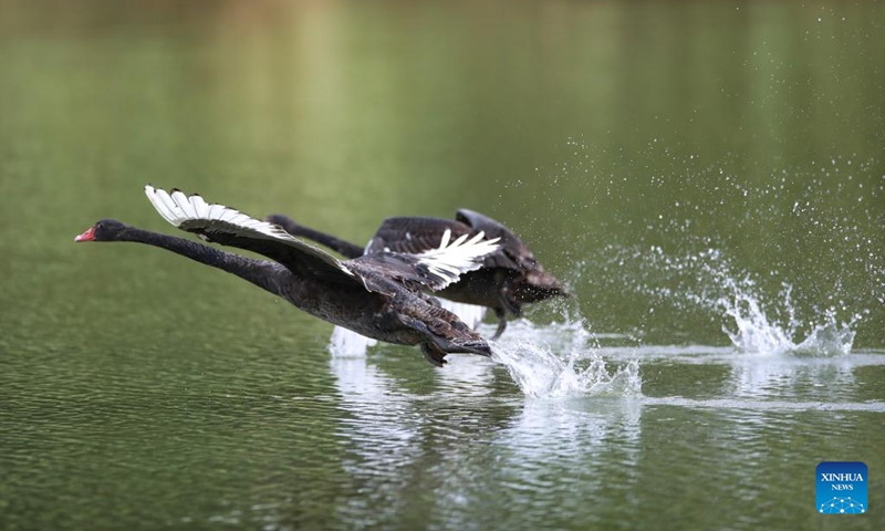 Black swans are seen in the Guanshan Lake Park in Guiyang City, southwest China's Guizhou Province, Aug. 1, 2022.(Photo: Xinhua)