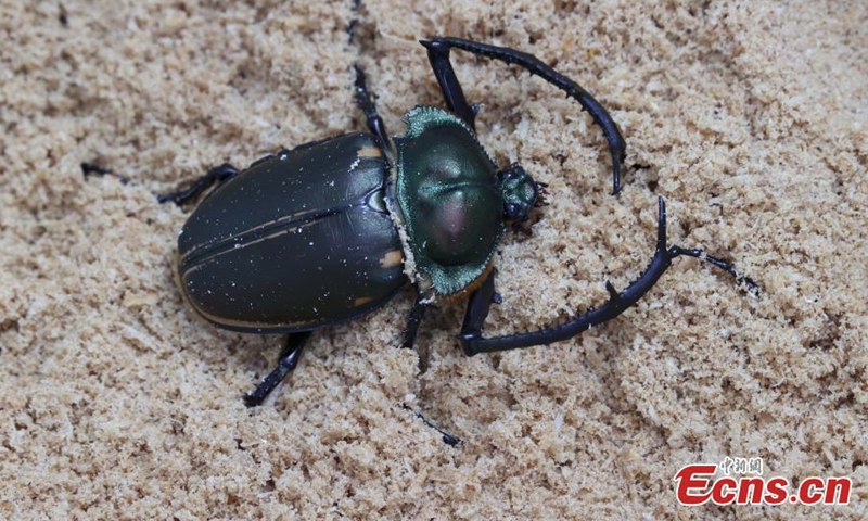 Photo shows a rare beetle (Cheirotonus jansoni) recently found in Jian'ou, east China's Fujian Province for the first time. (Photo: China News Service/Wei Yongqing)
