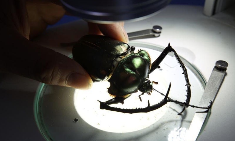 A scientist conducts research on one of the beetles in Jian'ou, east China's Fujian Province. (Photo: China News Service/Wei Yongqing)