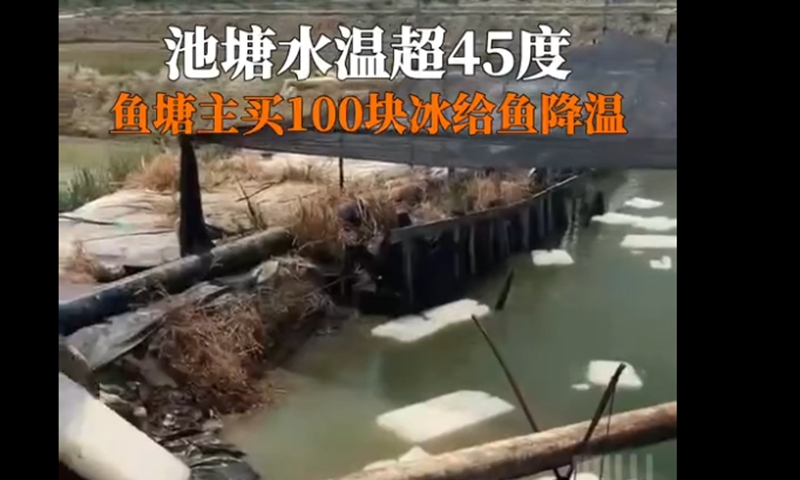 Pan, the owner of the pond bought 100 blocks of ice and put all the ice into the pond to cool his fish down. Screenshot of Sichuan Observation