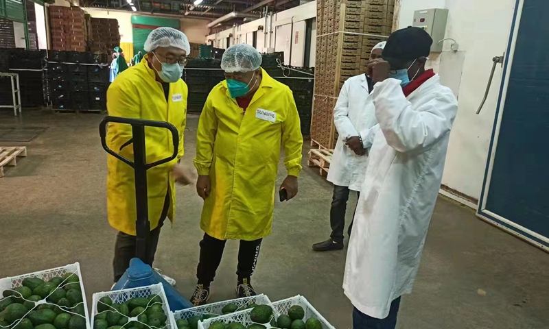 Kenya ready to export first batch of fresh avocado to China, set to arrive in late August, 2022 photo: courtesy of Shanghai Greenchain Information Science and Technology