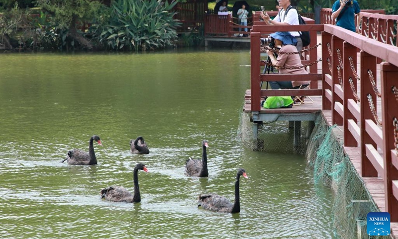 Tourists view black swans in the Guanshan Lake Park in Guiyang City, southwest China's Guizhou Province, Aug. 1, 2022.(Photo: Xinhua)