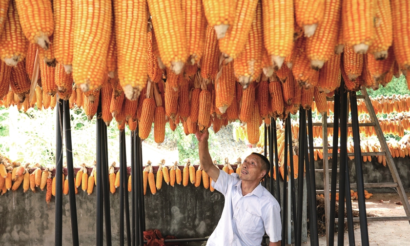 A farmer sorts corn in Renshou county, Southwest China's Sichuan Province, on August 2, 2022. Farmers in the county are racing to harvest corn on 528,000 mu (35,200 hectares) of land, ensuring that every kernel is delivered to a granary. Photo: cnsphoto