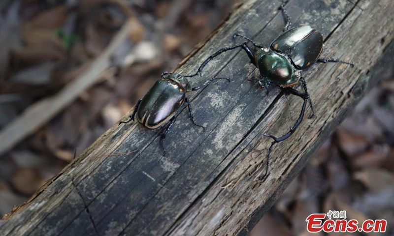 Photo shows two rare beetles (Cheirotonus jansoni) recently found in Jian'ou, east China's Fujian Province for the first time. The male one has a length of 73 millimeters. (Photo: China News Service/Wei Yongqing)
