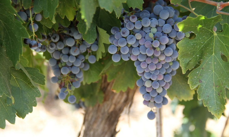 Photo taken on July 31, 2022 shows grapes ahead of harvest in a vineyard near the northern Israeli city of Beit She'an.(Photo: Xinhua)