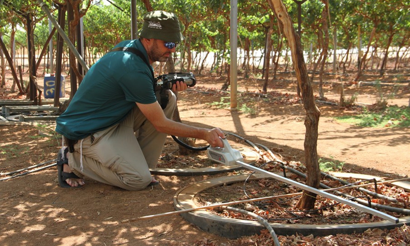 Yishai Netzer, an agronomist from Ariel University, works with a lysimeter in a vineyard in the Jordan Valley near the northern Israeli city of Beit She'an on July 31, 2022.(Photo: Xinhua)