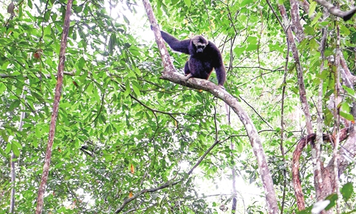 Endangered wildlife sees revival at Cambodia's Angkor Wat - Vimarsana News