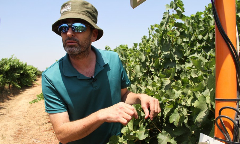 Yishai Netzer, an agronomist from Ariel University, works in a vineyard near the northern Israeli city of Beit She'an on July 31, 2022.(Photo: Xinhua)