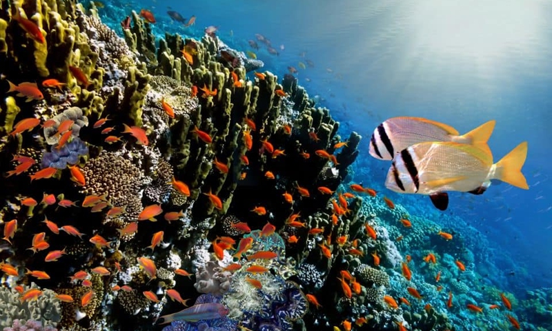 Tropical fish in the Moheli Marine Park of Comoros. (Photo/the Comoros National Tourist Office)