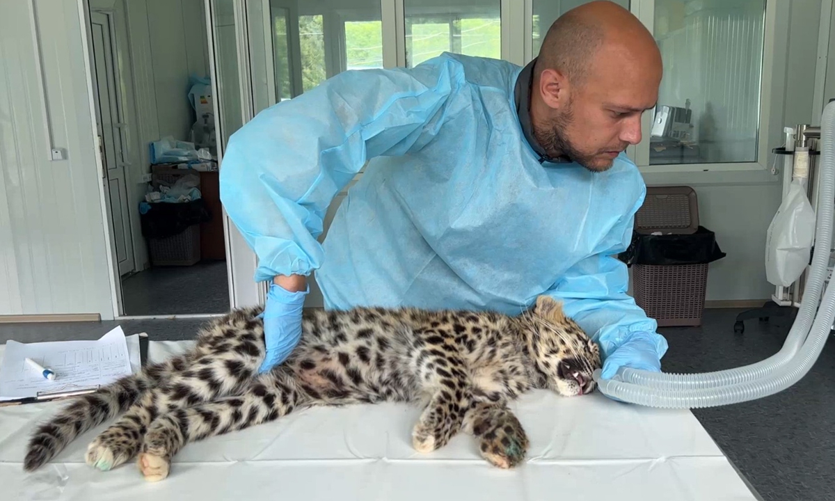 An Amur leopard cub receives medical aid in Primorsky Krai, Russia on August 8, 2022. Land of Leopard national park employees found the lone 4-month-old cub near the park in Nadezhdinsky District and brought it to the rehabilitation center for wild animals in the village of Alekseyevka. Photo: VCG
