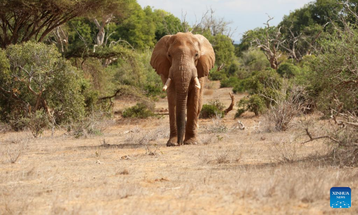 Photo taken on July 28, 2022 shows an elephant at Tsavo National Park in Kenya. World Elephant Day falls on Aug 12. It is an annual event to raise people's awareness on elephant conservation. Photo:Xinhua