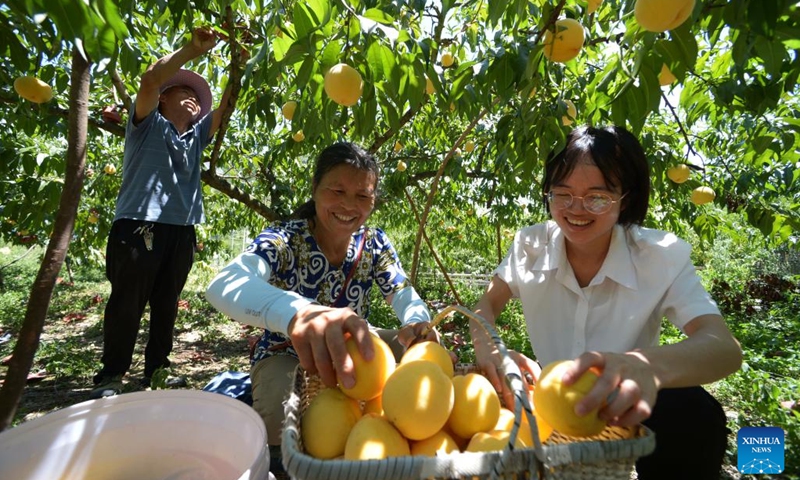 Villagers sort peaches in Banxi Village of Tonglin Town in Qiandongnan Miao and Dong Autonomous Prefecture, southwest China's Guizhou Province, Aug. 10, 2022. Villagers in Banxi Village are busying harvesting fruits such as peaches, pears and plums amid the harvest season.(Photo: Xinhua)