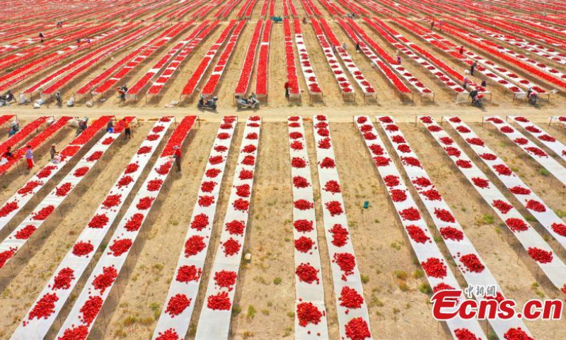 A sea of red chili pepper spreads on ground for air-drying at the Xinjiang Production and Construction Corps, northwest China's Xinjiang Uyghur Autonomous Region, Aug. 9, 2022. (Photo: China News Service/Bai Kebin)