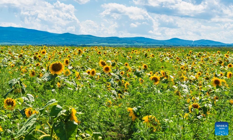 Photo taken on Aug. 8, 2022 shows blooming sunflowers on the outskirts of Vladivostok, Russia.(Photo: Xinhua)