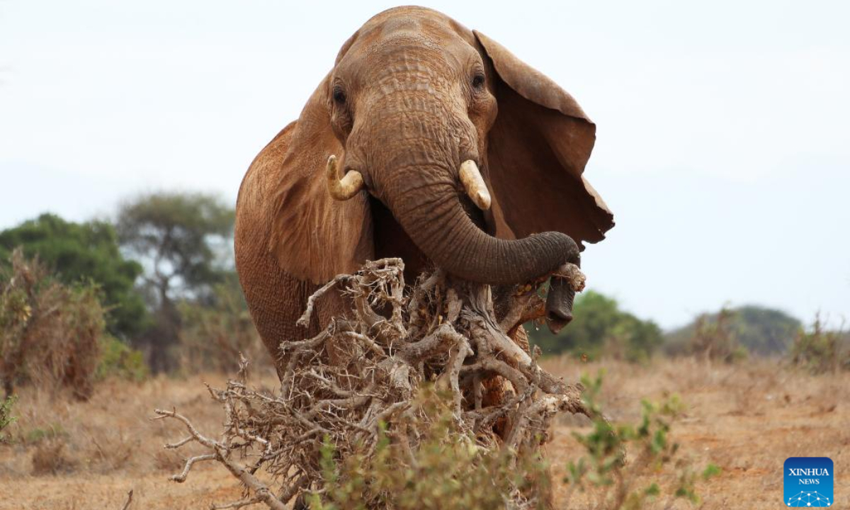 Photo taken on July 28, 2022 shows an elephant at Tsavo National Park in Kenya. World Elephant Day falls on Aug 12. It is an annual event to raise people's awareness on elephant conservation. Photo:Xinhua