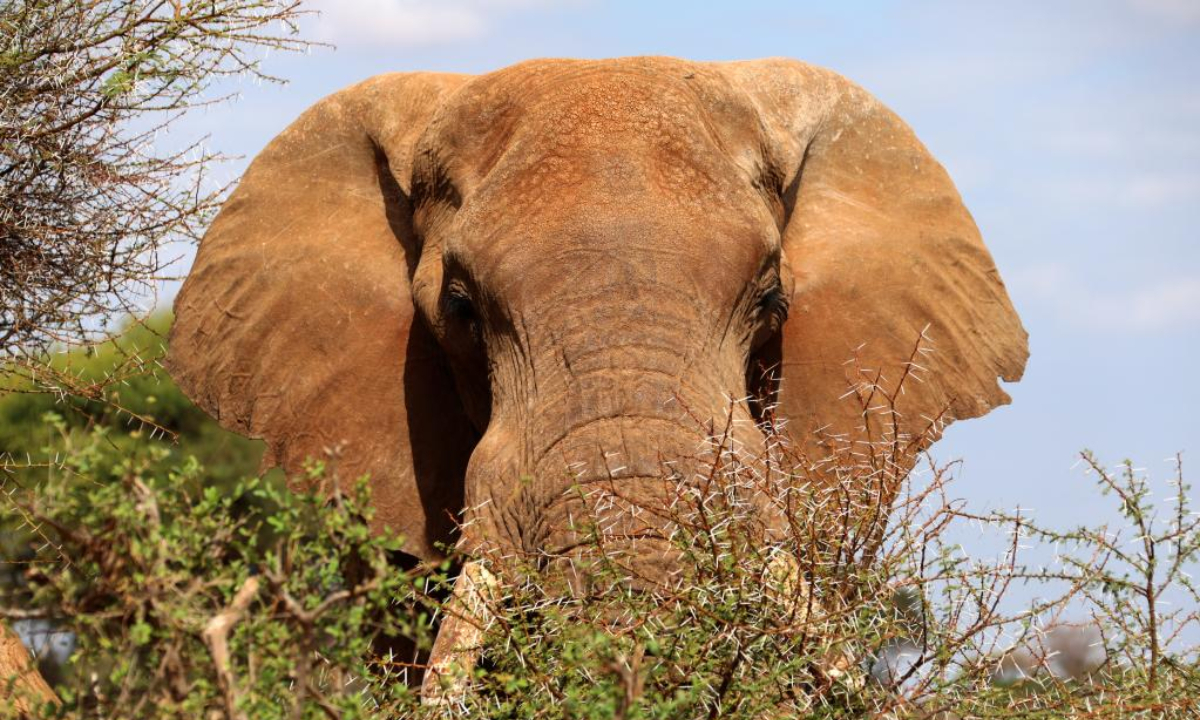 Photo taken on July 28, 2022 shows an elephant at Tsavo National Park in Kenya. World Elephant Day falls on Aug 12. It is an annual event to raise people's awareness on elephant conservation. Photo:Xinhua