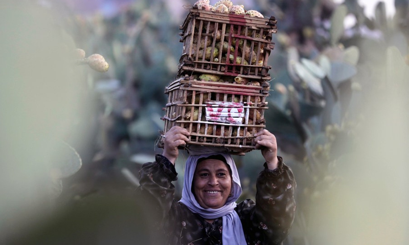 An Egyptian farmer harvests prickly pears at a farm in Al Qalyubia Governorate, Egypt, on Aug. 9, 2022.(Photo: Xinhua)