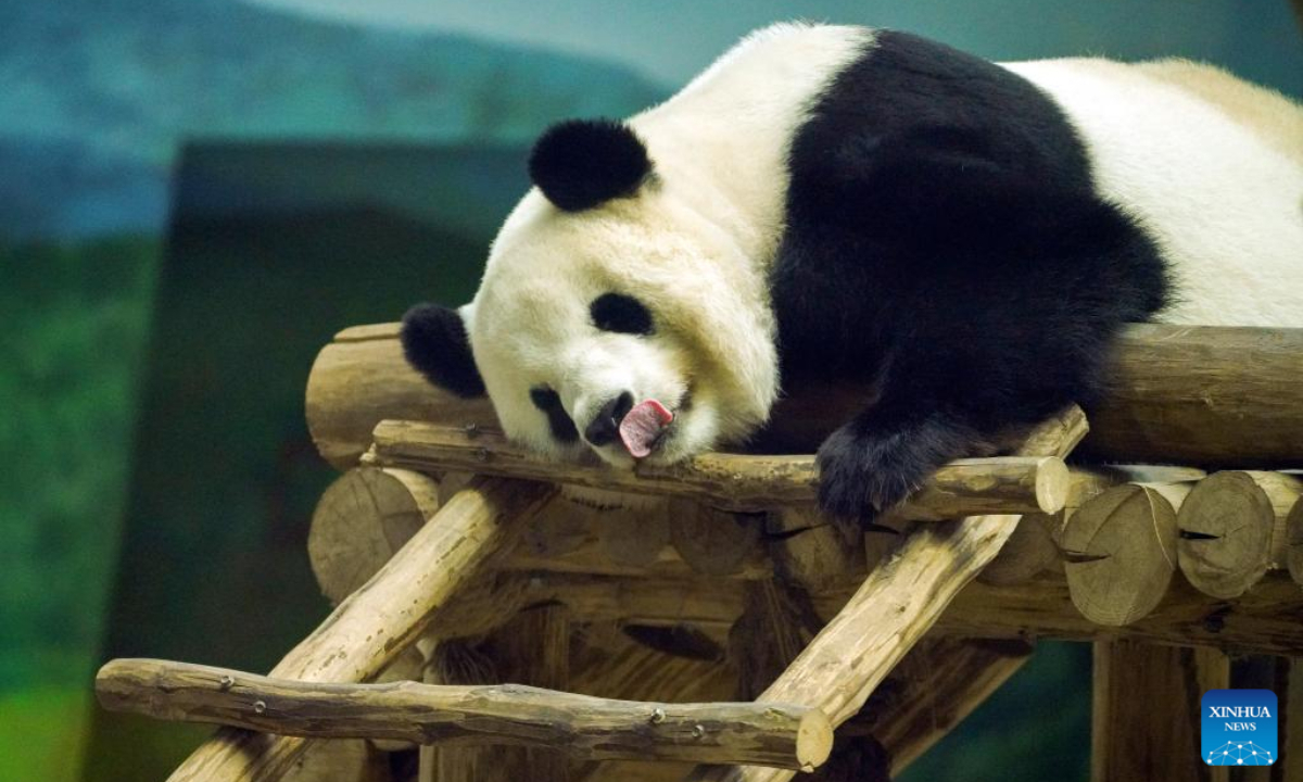 Giant panda Sijia is seen at Giant Panda House in the ski resort of Yabuli in Shangzhi, northeast China's Heilongjiang Province, Aug 12, 2022. Giant panda Sijia, born in 2006, moved to Yabuli in July 2016 from southwest China's Sichuan Province. The panda house celebrated Sijia's 16th birthday on Friday. Photo:Xinhua
