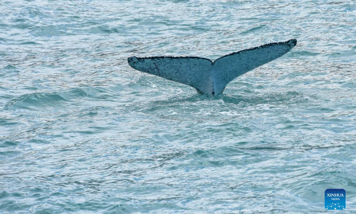 Photo taken on Oct. 10, 2021 shows a whale near Kaikoura, New Zealand. A new study has showed many areas around New Zealand will become unsuitable for blue and sperm whales as global sea-surface temperatures continue to rise, with new modelling predicting they will be seeking refuge further south. Photo:Xinhua