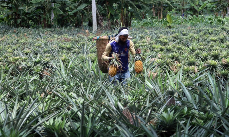 A farmer harvests pineapples in Tangail, Bangladesh, Aug. 5, 2022.(Photo: Xinhua)