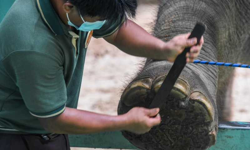 A breeder checks an Asian elephant's foot at Chimelong Safari Park in Guangzhou, south China's Guangdong Province, Aug. 12, 2022. Photo: Xinhua