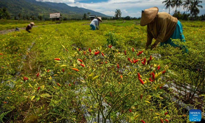 Farmers harvest chilli at a farm in Palu, Central Sulawesi, Indonesia, Aug. 10, 2022.(Photo: Xinhua)