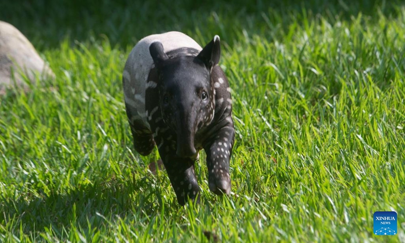 Bayu (L), a two-month-old baby Malayan tapir, is seen at Night Safari Singapore in Singapore, Aug. 8, 2022.(Photo: Xinhua)