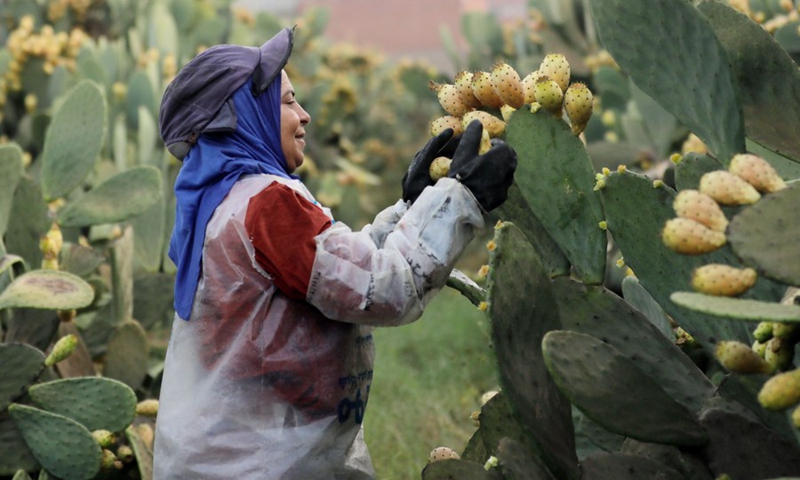 An Egyptian farmer harvests prickly pears at a farm in Al Qalyubia Governorate, Egypt, on Aug. 9, 2022.(Photo: Xinhua)
