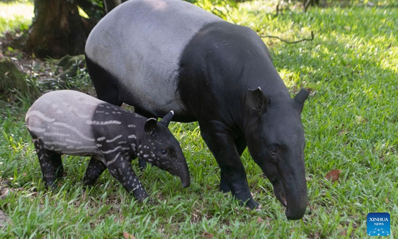Bayu (L), a two-month-old baby Malayan tapir, is seen at Night Safari Singapore in Singapore, Aug. 8, 2022.(Photo: Xinhua)
