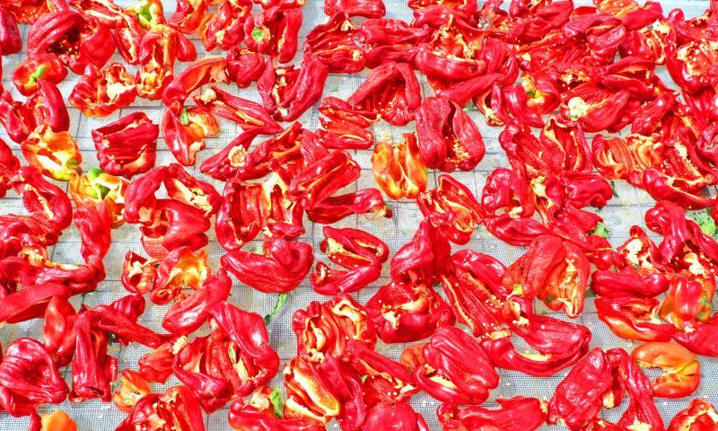 Red chili peppers spread on ground for air-drying at the Xinjiang Production and Construction Corps, northwest China's Xinjiang Uyghur Autonomous Region, Aug. 9, 2022. (Photo: China News Service/Bai Kebin)