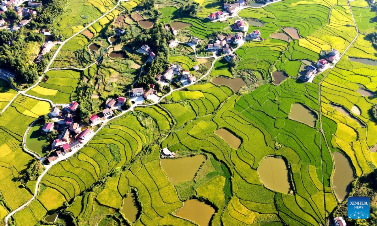 Aerial photo taken on Aug 12, 2022 shows rice fields in Jingzi Township of Shuangfeng County, central China's Hunan Province. Photo:Xinhua
