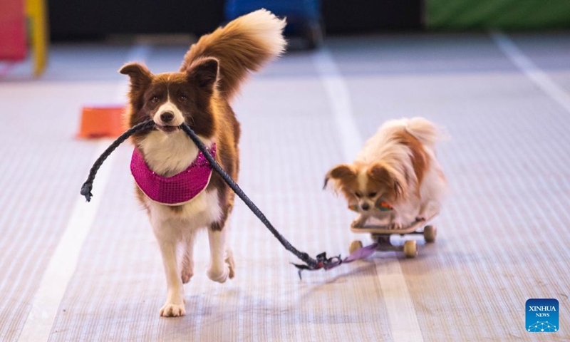 Dogs are seen on Dog Lovers Show in Sydney, Australia, Aug. 7, 2022. After a three-year break due to the COVID-19 pandemic, Sydney's largest event dedicated to dogs, Dog Lovers Show, has once again brought pooch fans into a heaven of furry fun.(Photo: Xinhua)
